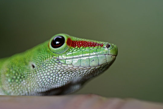 taggecko