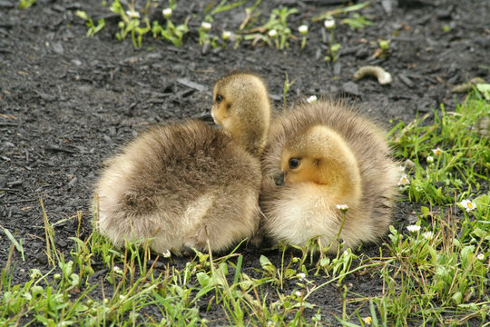wild goose chicks