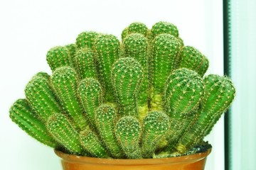 pack of cactuses
