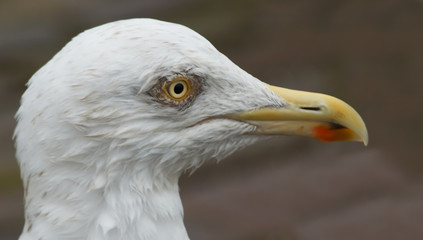 portrait of a wet looking seagull