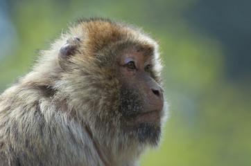 barbary ape