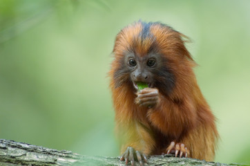 cute monkey eating