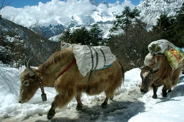 Fotobehang yaks in the himalayas © Irina Efremova