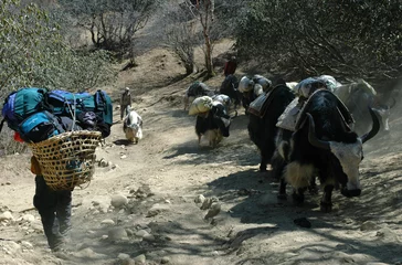 Fotobehang yaks iand porter in the himalayas © Irina Efremova