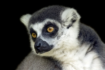 Obraz premium portrait of a cute monkey