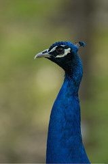 portrait of a peacock