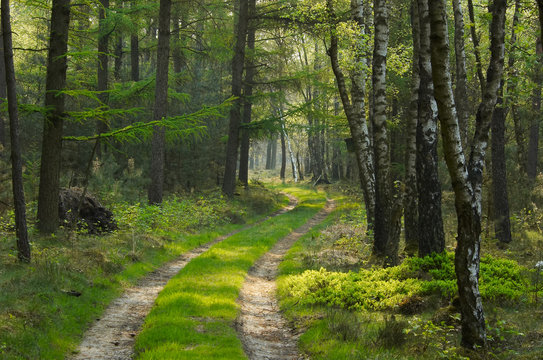 Fototapeta in the forest