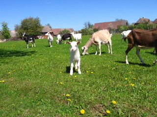 goats in a field - 709555