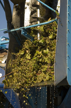 vendange marseillan3