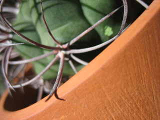 Fototapeta premium cactus et céramique