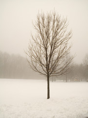 lonely tree