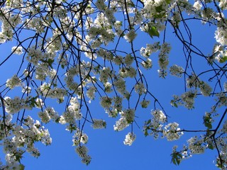 flowers in spring