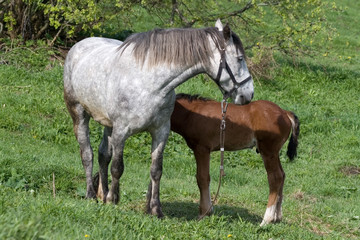 horse feeds her foal