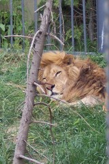 another lion behind bars