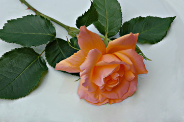 rose