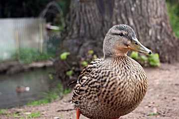 ente