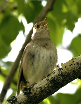 Singing Common Nightingale Stock Photo - Download Image Now