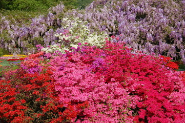 blüten im park