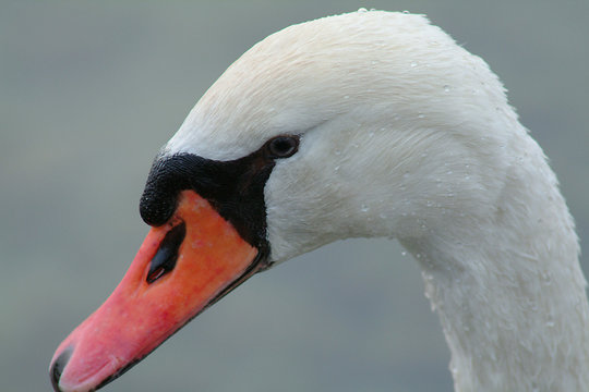 cigne