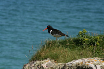 island oystercatcher