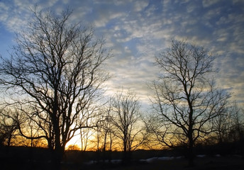 sunset trees silhouette