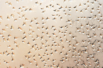frozen water drops