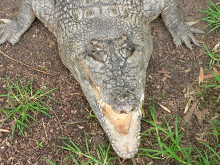 Fototapeta premium fresh water croc