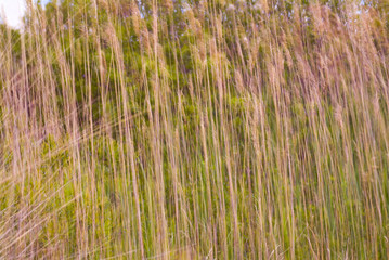 cattails swaying in the breeze
