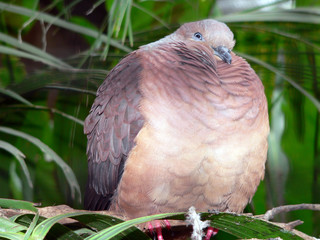 dove
