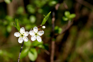 blackthorn