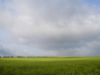 rape field