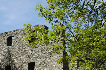 Fototapeta premium ruine mit baum