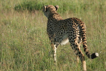 guépard de dos