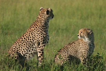 femelle guépard et son petit 2
