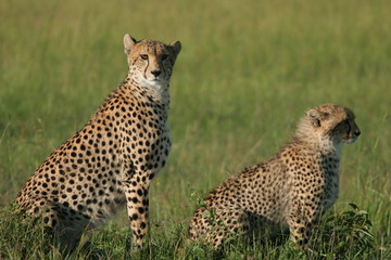 femelle guépard et son petit 3