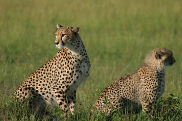 femelle guépard et son petit 4