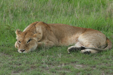 lionne couchée