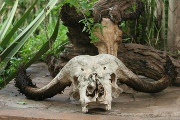 Fototapeta na wymiar crâne de buffle fig tree camp