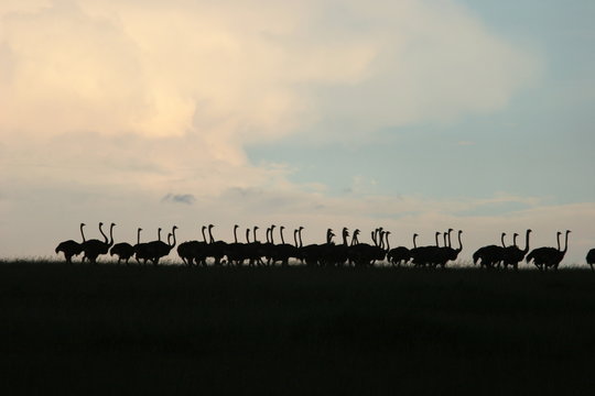 coucher de soleil  et autruches