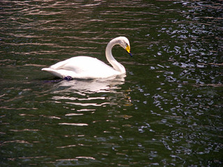 swan