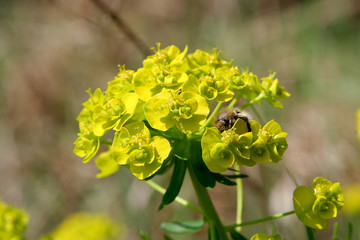 bee on a weed