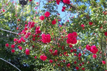 roses in camlica