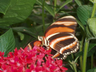 Fototapeta na wymiar orange and brown butterfly on a pink flower