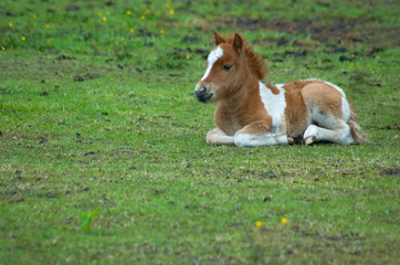 cute horse in the grass