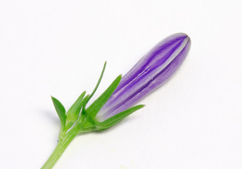 Fototapeta premium campanule avant bourgeonnement