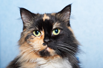 cat portrait