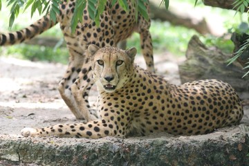 cheetah at rest