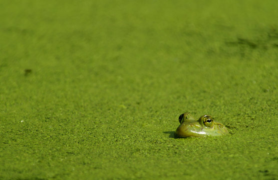 bullfrog & algae