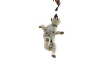 chien sauteur