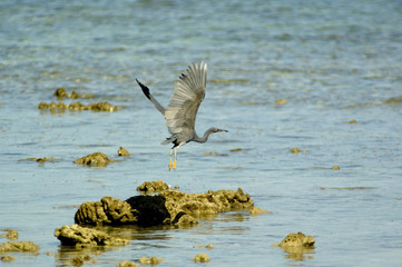 heron2